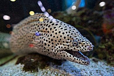 《最终幻想16》女主动捕演员公布 与FF7R蒂法同一人