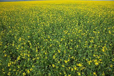 《莎木3：增强版》公布 登陆PC＆PS＆Xbox和任天堂